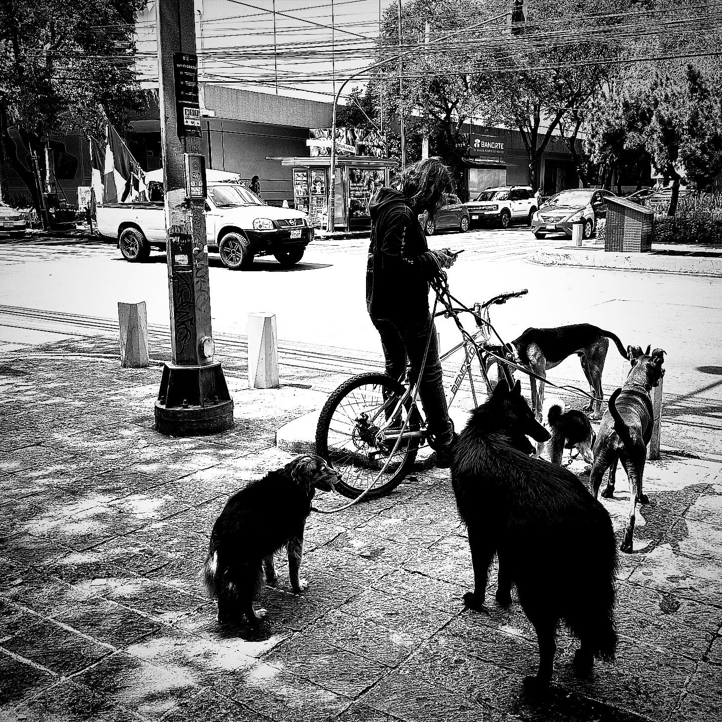Patience is a virtue! 
.
.
.
.
.
#patience #dogs #celltime #mexico #mexicocity #picoftheday #instagood #mexicomagico #perros