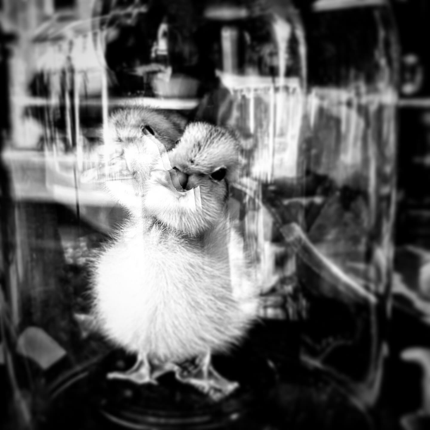 Two Duckie Heads… One Heart
.
.
.
.
#ivanmeade #blackandwhitephotography #photography #ducks #babyducks #yyj #picoftheday #instagood #inspiration #blackandwhite