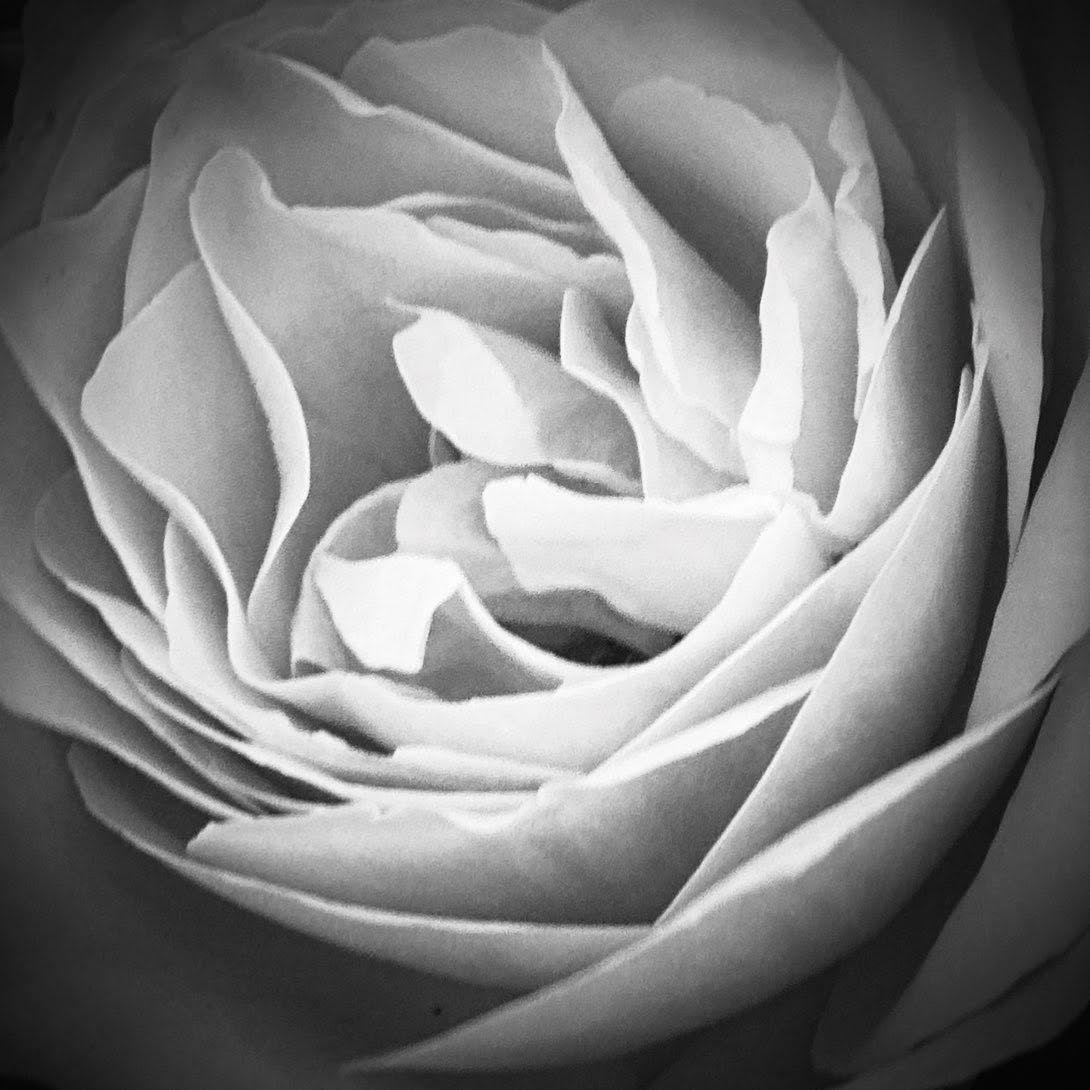 Rose
.
.
.
.
.
#BlackAndWhitePhotography
#MonochromeMagic
#BlackAndWhiteRose
#FineArtPhotography
#TimelessBeauty
#RosePhotography
#MinimalistPhotography
#ContrastLovers
#PoeticImage
#DramaticFloral
#VictoriaBC
#ExploreBC
#YYJ
#VancouverIsland
#VisualPoetry